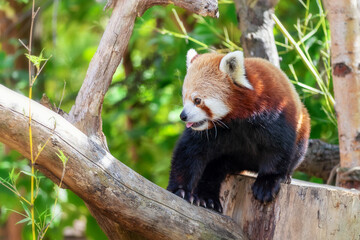 Obraz premium Red panda sitting in a tree