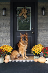 German Shepherd dog sitting on front porch decorated for Thanksgiving Day with homemade wreath...