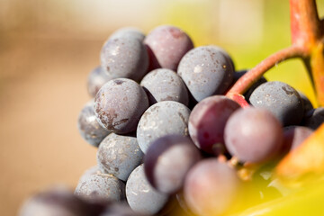 Natural background where focus is soft. Macro shot.  Autumn harvest. Grapes.