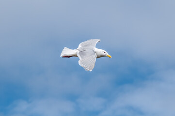 Glaucous-winged Gull (Larus glaucescens) at Chowiet Island, Semidi Islands, Alaska, USA