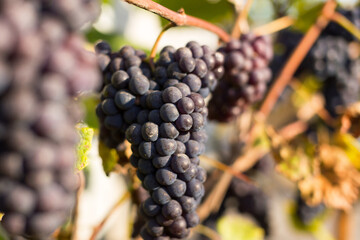 Natural background where focus is soft. Macro shot.  Autumn harvest. Grapes.