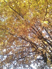 осень золотая