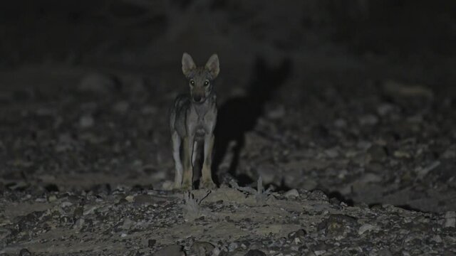 A wolf cub stands in the desert at night