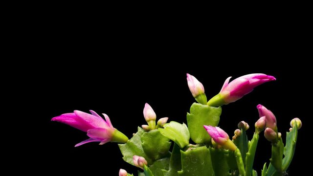 Composition of blooming pink Christmas cactuses (Schlumbergera) isolated on black background, close up