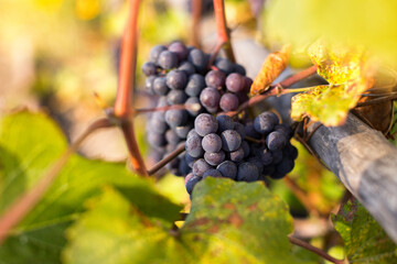 Natural background where focus is soft. Macro shot.  Autumn harvest. Grapes.
