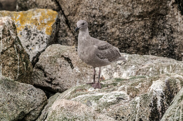 Immature Glaucous-winged Gull (Larus glaucescens) at Chowiet Island, Semidi Islands, Alaska, USA