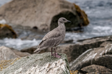 Immature Glaucous-winged Gull (Larus glaucescens) at Chowiet Island, Semidi Islands, Alaska, USA