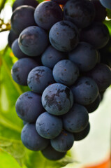 Very delicous and tasty bunch of blue and sweet grapes as a macro