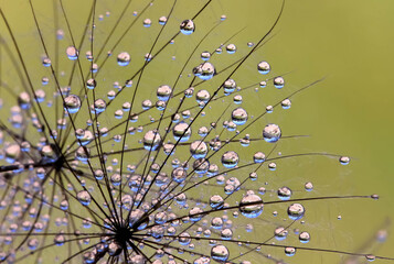 water drops on dandelion