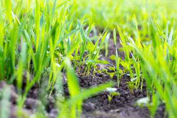 Natural background where focus is soft. Macro shot. Grass