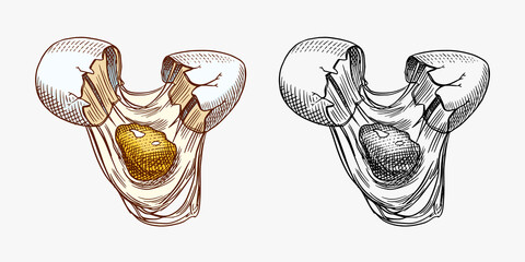 Broken egg with yolk and shell. Farm product. Engraved hand drawn retro vintage sketch. Woodcut style. Vector illustration for menu or poster.
