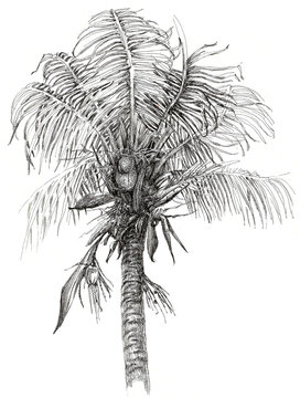 Graphic drawing of a coconut tree on a white background can be used as a print on a t-shirt or as a picture on the wall.The etching is made in a traditional old technique.
