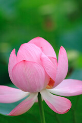 Fototapeta premium 蓮