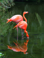 Two pink flamingos in the water