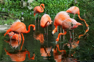 Pink flamingos searching for food. 
