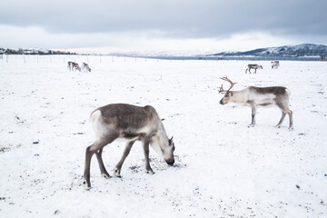 Reindeer in a winter landscape in Norway