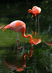 Pink flamingo is searching feed in the water