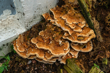 mushroom on the tree