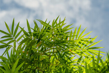 green grass and blue sky