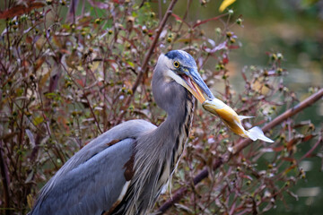 Fototapeta premium Profile of a Great Blue Heron holding a fish in it's beak on morning fishing in autumn