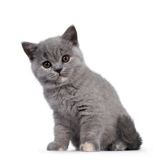 Adorable blue tortie British Shorthair cat kitten, sitting side ways. Looking towards camera with round brown eyes and cute head tilt. Isolated on white background.