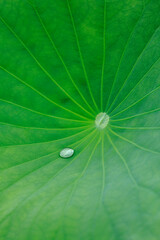 蓮の葉の上の水滴