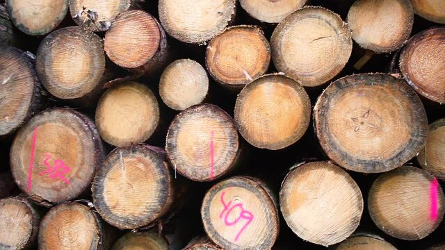 Many tree trunks are stacked in rows. Tree felling and deforestation, a problem of nature and humanity. Storage of timber for sale and loading.