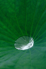 蓮の葉の上の水滴