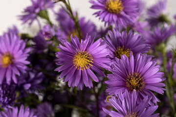Bouquet of small garden asters close - up on a white background.