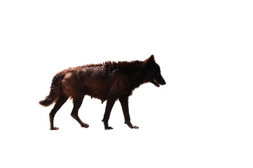 wolf isolated on white background
