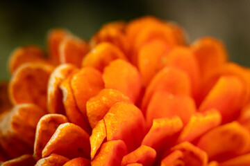 orange flower macro