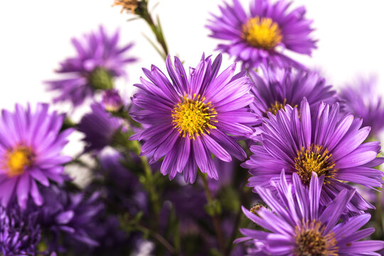 Bouquet of small garden asters close - up on a white background.