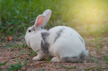 white rabbit on the grass
