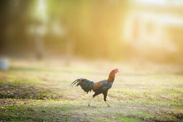 rooster in the field