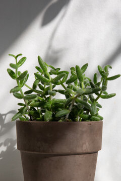 Pickle plant (Delosperma echinatum)