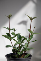 Beetle plant (Peperomia quadrangularis)