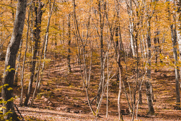 Autumn forest landscape in orange colors in the fall.