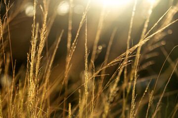 golden weed field blurred in summer