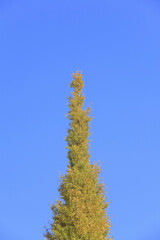 紅葉のイチョウ並木