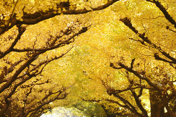 紅葉のイチョウ並木