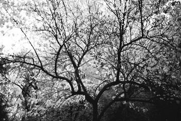 Magical enchanted primeval forest in Netherlands. Monochrome landscape. Pattern of trunks and branches of autumn plants. Beautiful ornament of natural textures and branches.