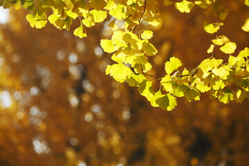 紅葉のイチョウ並木