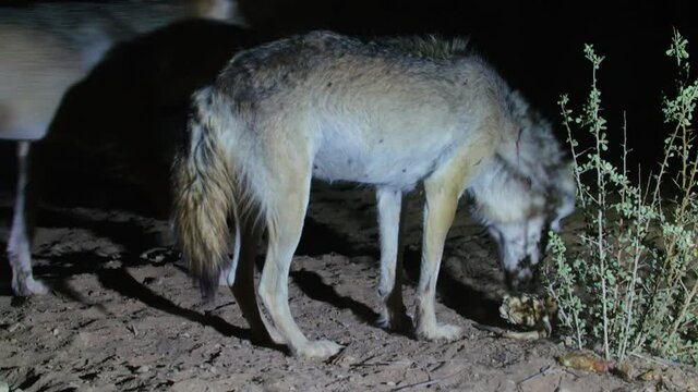 A wolf eats a piece of meat at night