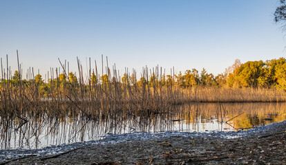 Athalassa Lake, Cyprus with cane and branch water reflections on a beautiful sunny afternoon