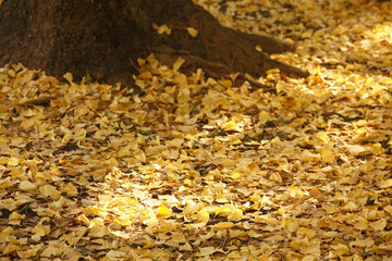 イチョウの落ち葉