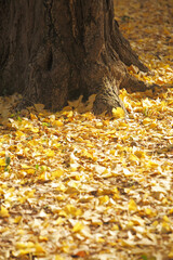 イチョウの落ち葉