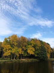 Beautiful landscape of autumn trees in the forest 