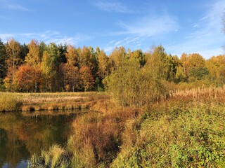Beautiful landscape of autumn trees in the forest 