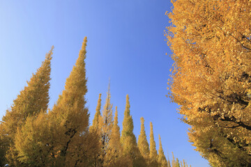 紅葉のイチョウ並木