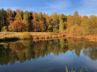 Beautiful landscape of autumn trees in the forest 
